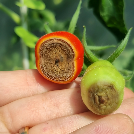 Blütenendfäule bei Tomaten: Ursachen, Vorbeugung und Behandlung