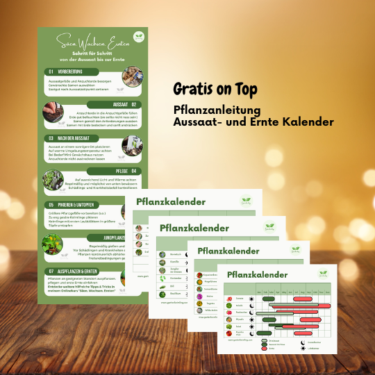 Adventskalender Familie