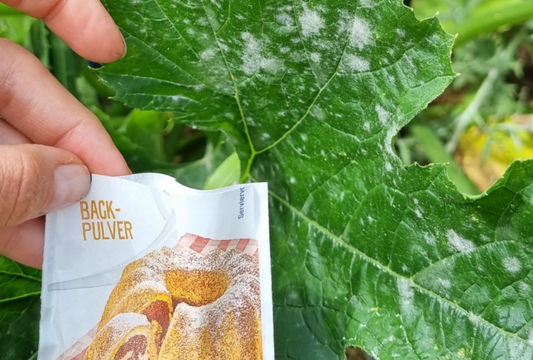 Backpulver gegen echten Mehltau