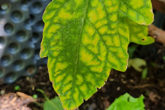 Magnesiummangel bei der Tomaten