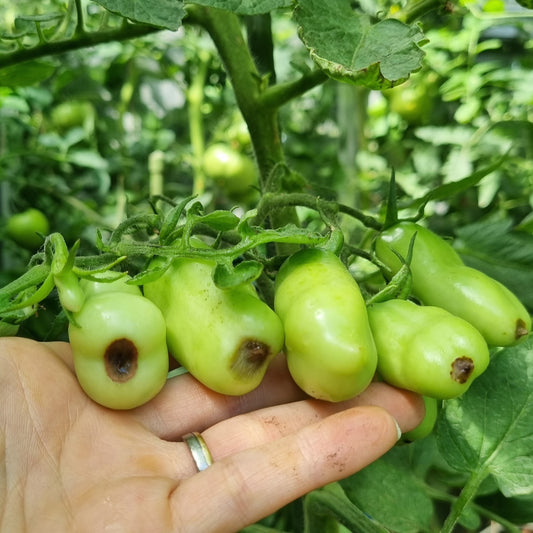 Blütenendfäule bei Tomaten: Ursachen, Vorbeugung und Behandlung