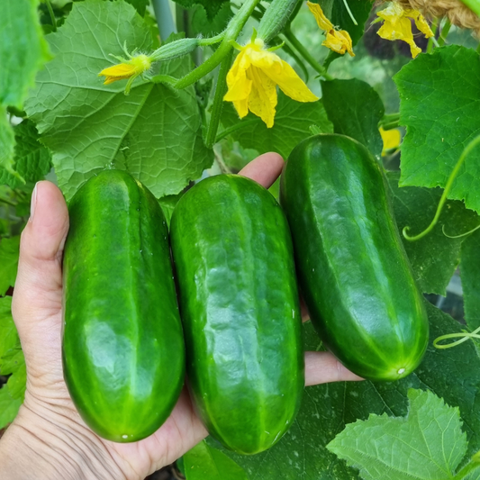 Gurken die frisch geerntet wurden und sehr gesund aussehen vor gelben Gurken Blüten