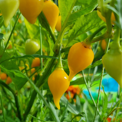 Biquinho Amarelo Chili