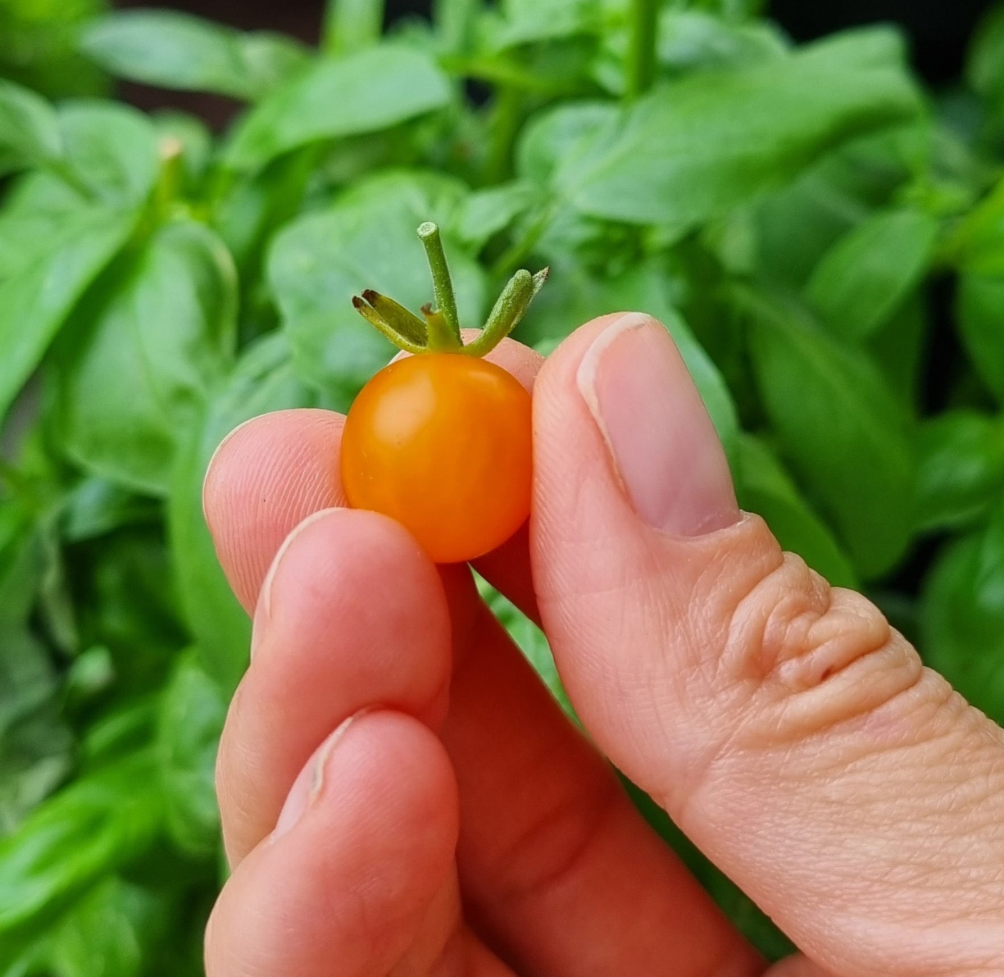 Golden Currant