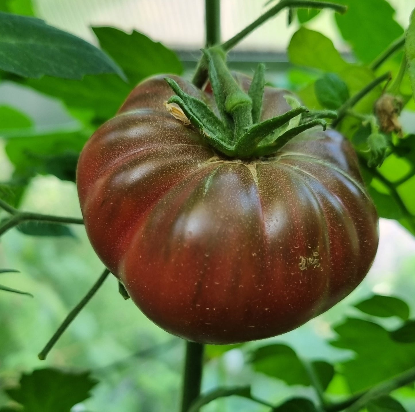 Purple Calabash