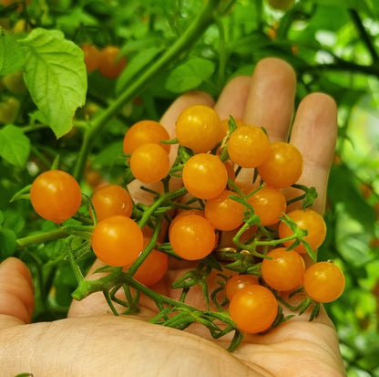 Golden Currant