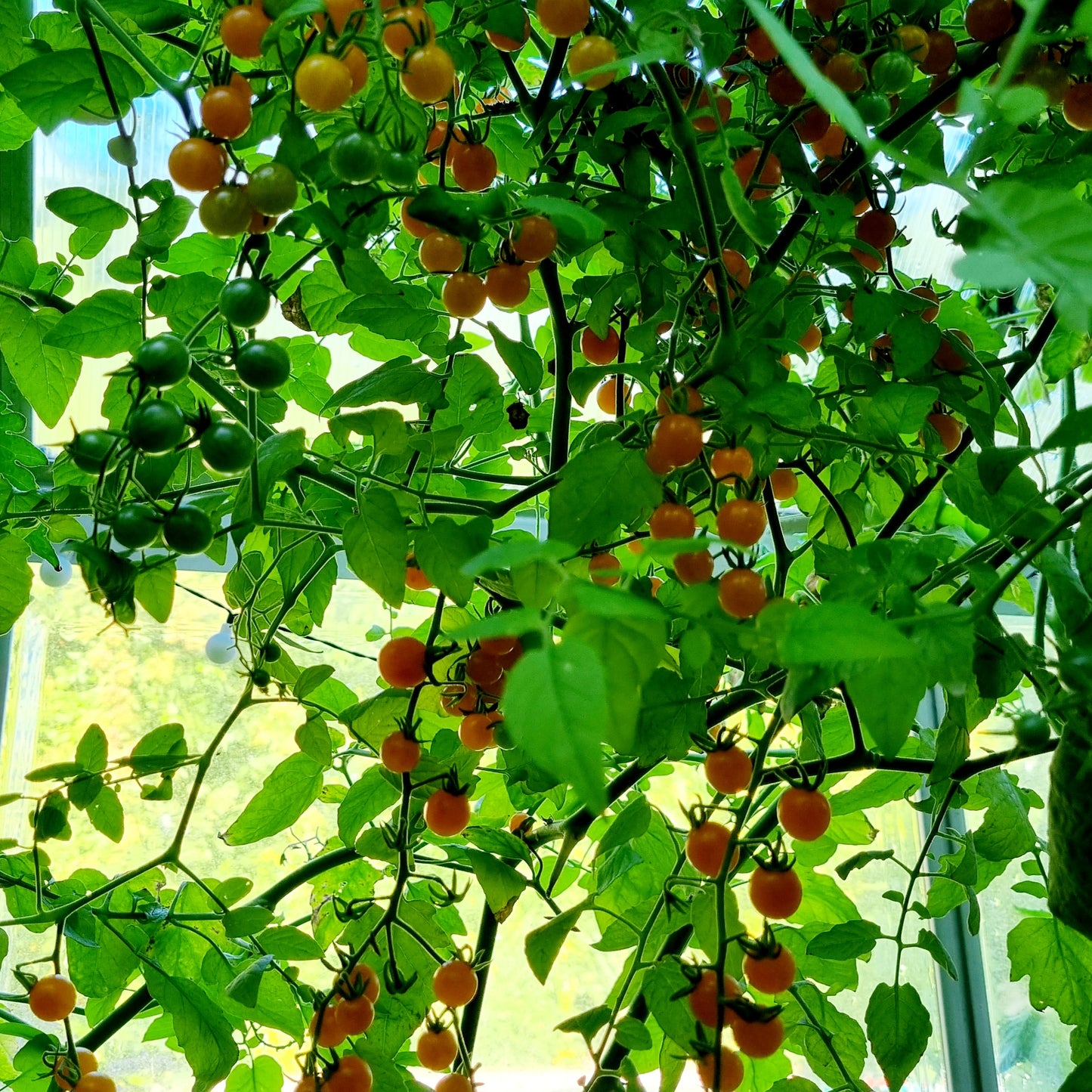 Golden Currant