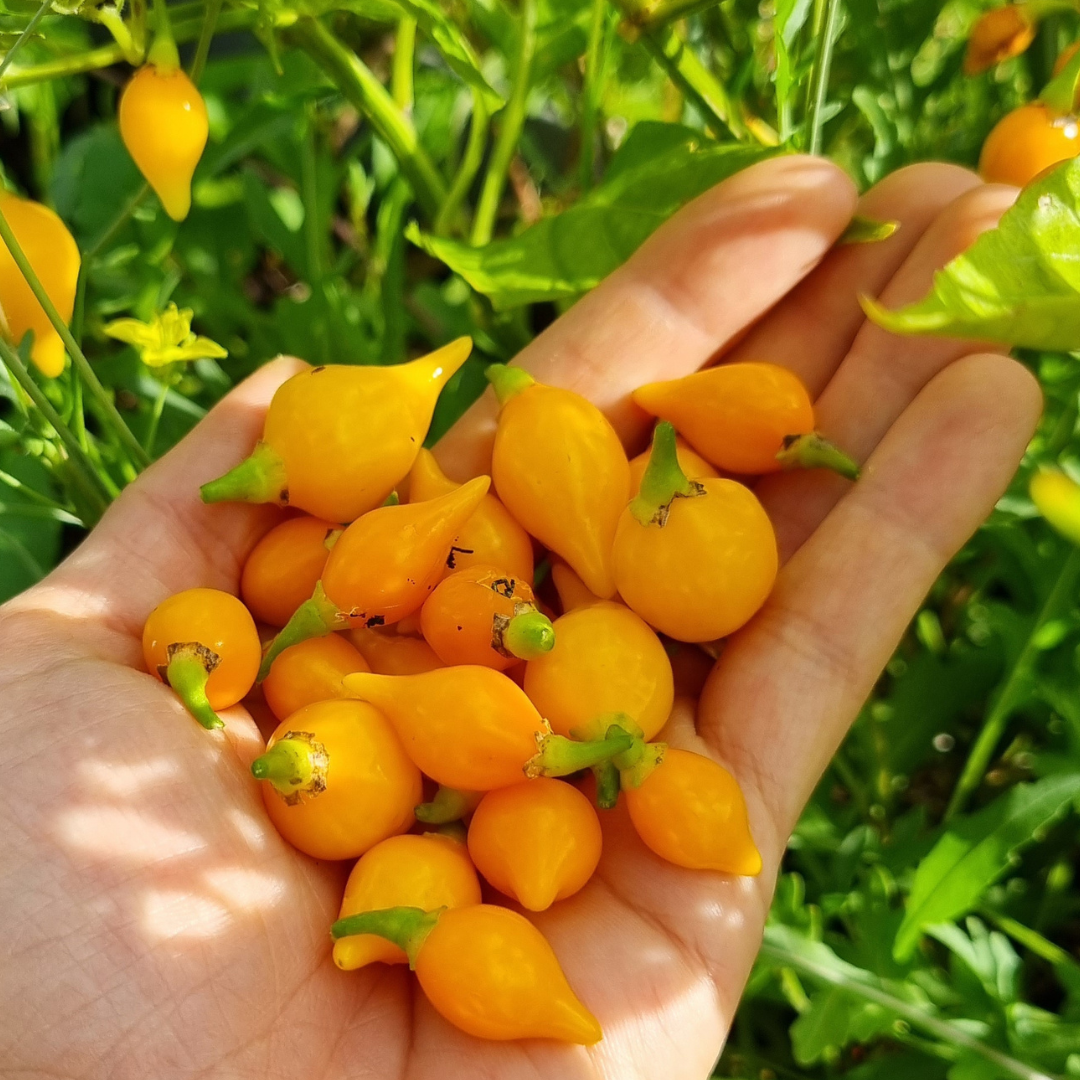 Biquinho Amarelo Chili