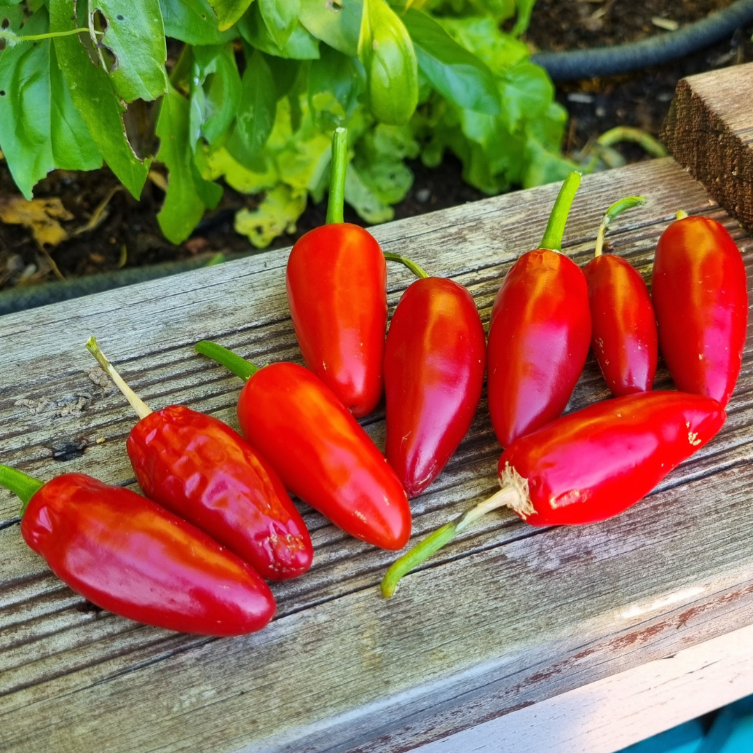 Jalapeno Chili